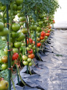 We had our first tomatoes of the 2009 season at market this morning.