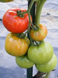 Ripened on the vine!