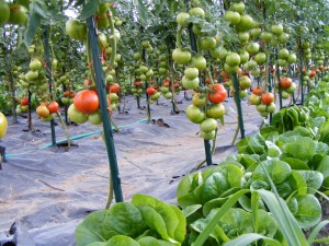 Those first tomatoes went pretty fast this morning, but as you can see in the pictures, we should have lots more coming in the future!