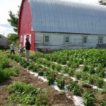 Barn and Pepper plants