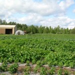 View across the garden rows