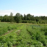Rows of melons