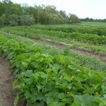 Zucchini Vines
