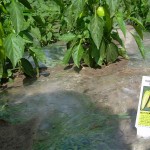Hot Peppers