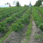 Rows of Potatoes