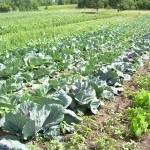 Rows of Cabbage