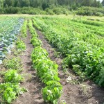 Cabbage, Beans, and Carrots